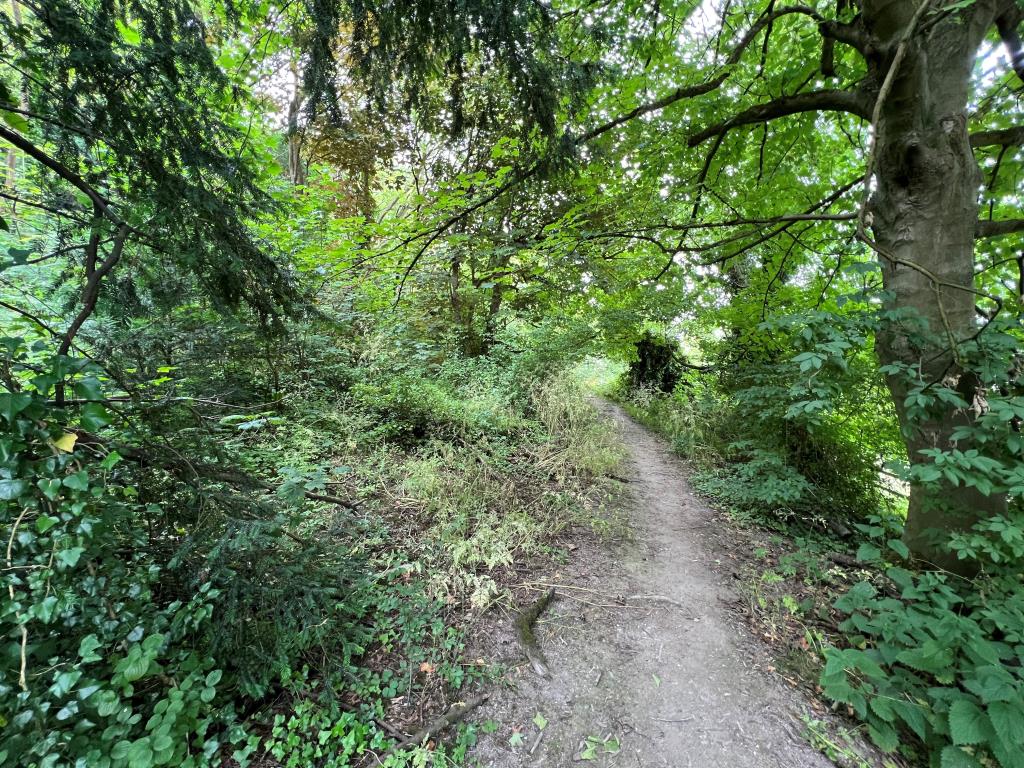 Lot: 48 - FREEHOLD PARCEL OF WOODLAND -